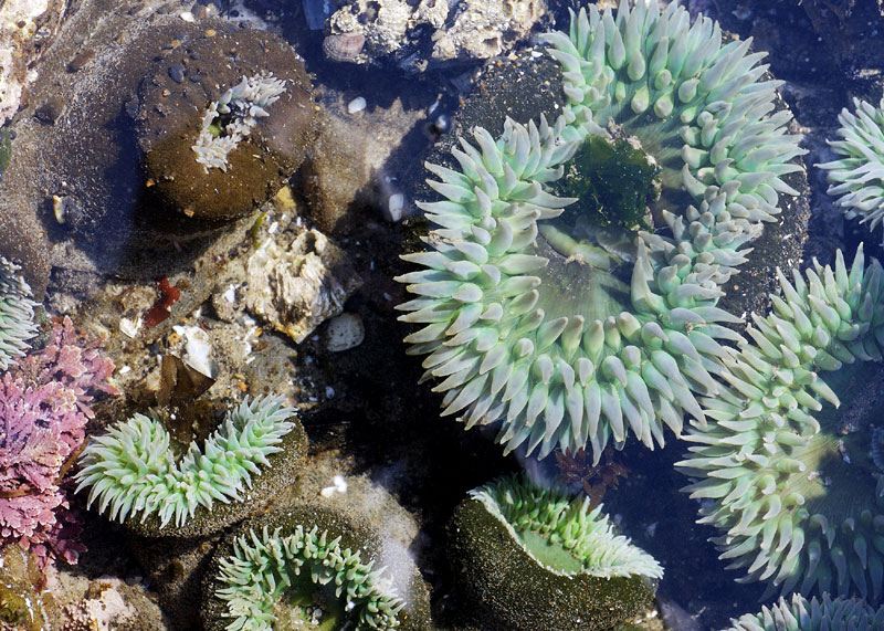 Tidepool Experiments Yield Finds About Climate Change on Oregon Coast 