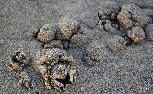Oregon-Beach-Sand-Flea--img3237, This Sand Flea got caught …