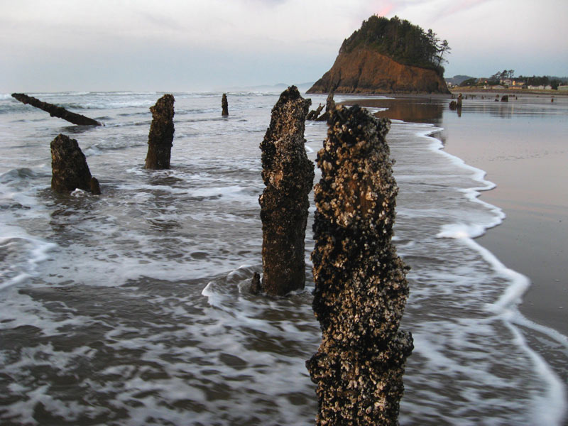 Oregon Coast Stumps of Mystery: Neskowin's Ghost Forest