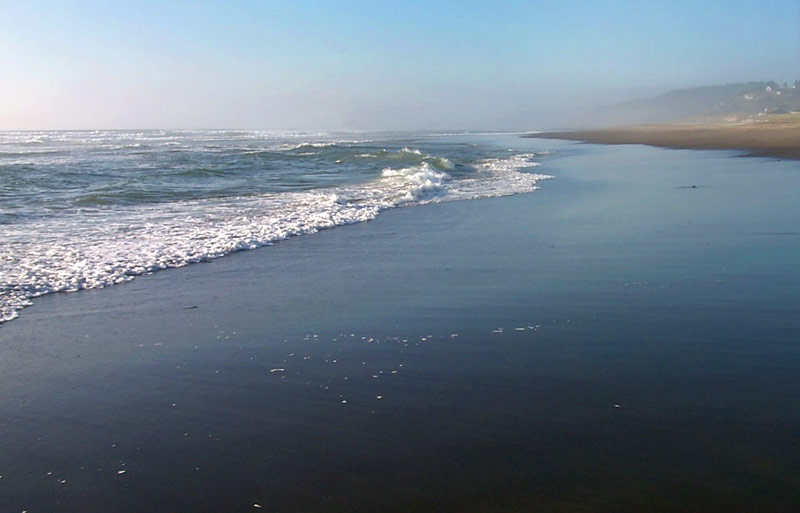 Take Oregon’s CoastWatch Challenge: Do a Bioblitz at the Beach