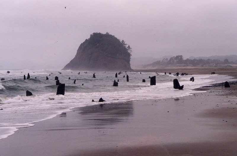 Neskowin Ghost Forest, 2,000 year old stumps