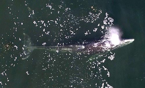 aerial shot from Torres' whale research