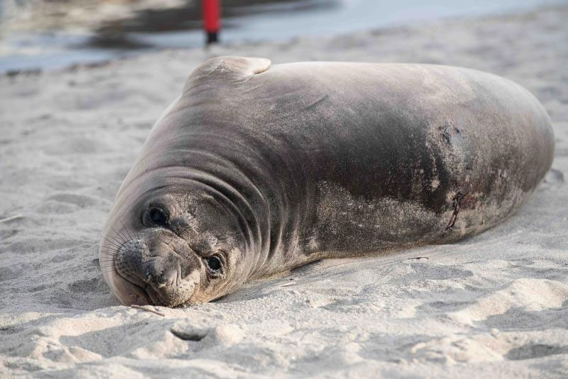 Authorities Seek Suspect Who Stabbed Baby Seal on Oregon Coast