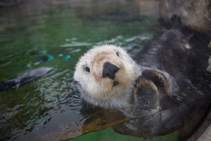 Adorable Sea Otters Celebrated at Newport's Oregon Coast Aquarium 
