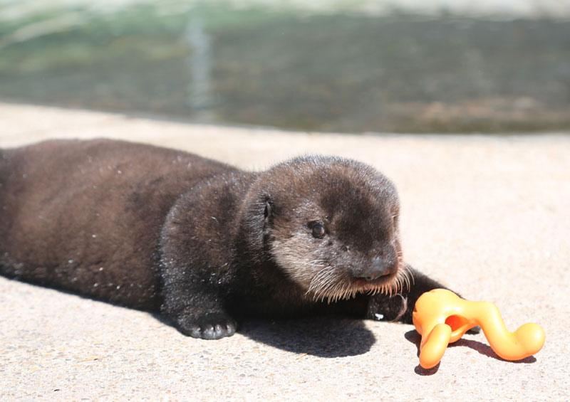 Oregon Coast Aquarium Gets Adorable New Sea Otter Pup 