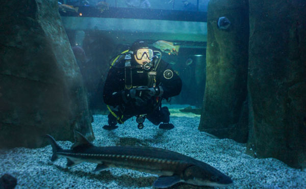 Oregon Coast Aquarium Provides Home To Marine Life Left Behind