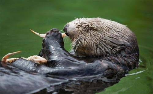 Spend Time with Sea Otters and Oregon Coast's Black Oystercatchers at Cannon Beach Events