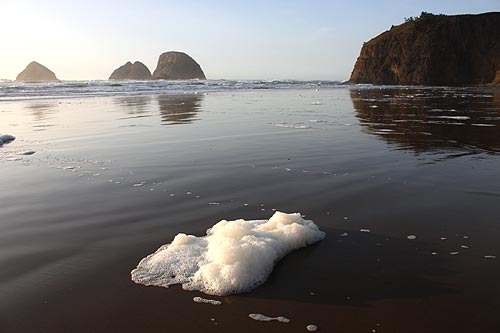 Sea Foam  Oregon State University