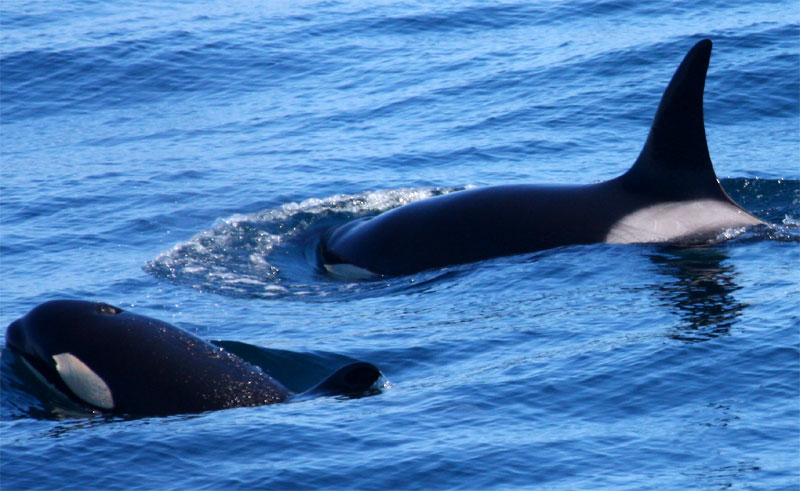 First Orcas of Season Spotted on South Oregon Coast Near Brookings 