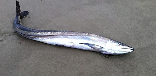 a lancetfish found in Pacific City years ago