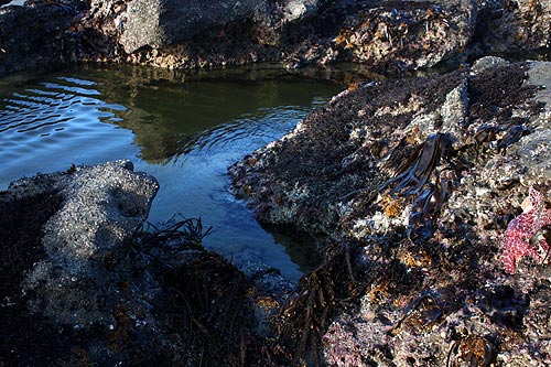 Wild Week on Oregon Coast: Warm Temps, Talking Creature, Lincoln City's Glass Floats Big News 