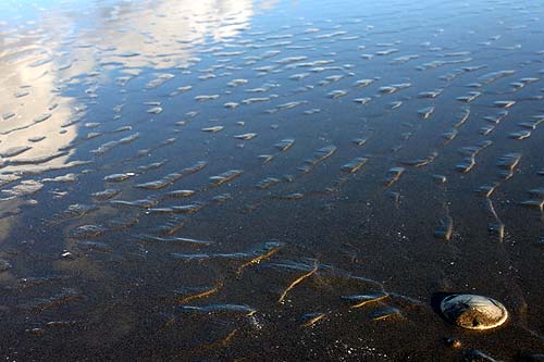 Photo: whole sand dollars abound at one part of Seaside