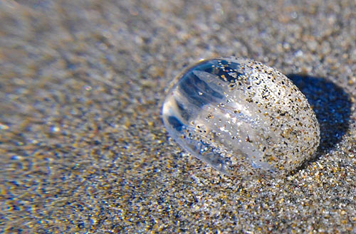 Sea gooseberry on Oregon coast, otherwise known as a comb jelly