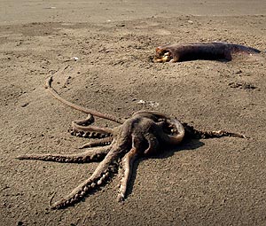 Masses of Squids Washing Up on Oregon Coast