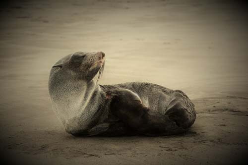 Washington and Oregon Coast: Seal is Famous Again, More Strange Beach Finds