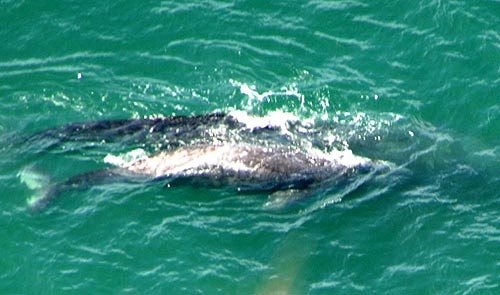 Great Summer for Whales, Crabbing, Clamming, Sea Lions: Oregon Coast Officials 