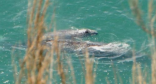 Photo: a baby whale and its mother, taken by Tiffany Boothe of Seaside Aquarium