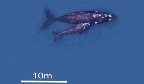 Photos of Whales Taken from Space: Hopefully Coming to the Oregon Coast Soon