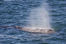 What Kind of Whales are Found on Oregon Coast: Details, Photos