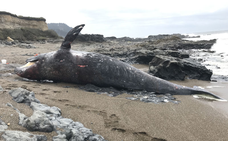 Run of Recent Oregon Coast Strandings: Whale, Sea Snails, Fishing Boat