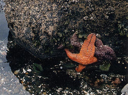 Bob Creek tide pools, central Oregon coast